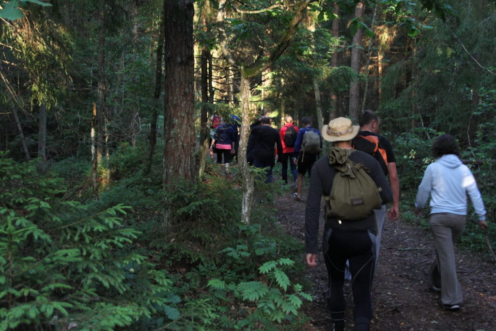 Group hike along a forest trail, nature and forest landscape.