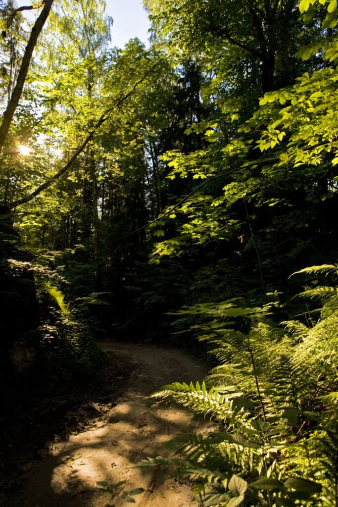 A natural canyon with green forest and sunlight through the leaves.