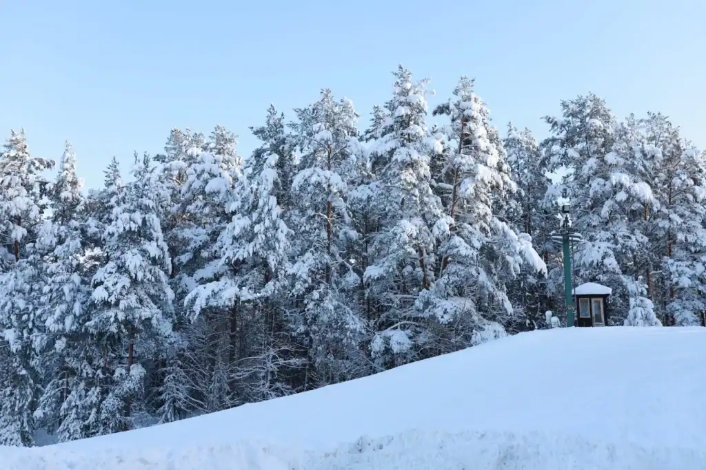 Winter view with snowy forest and clear sky.